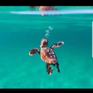 Meet your Posher, Jocelynne